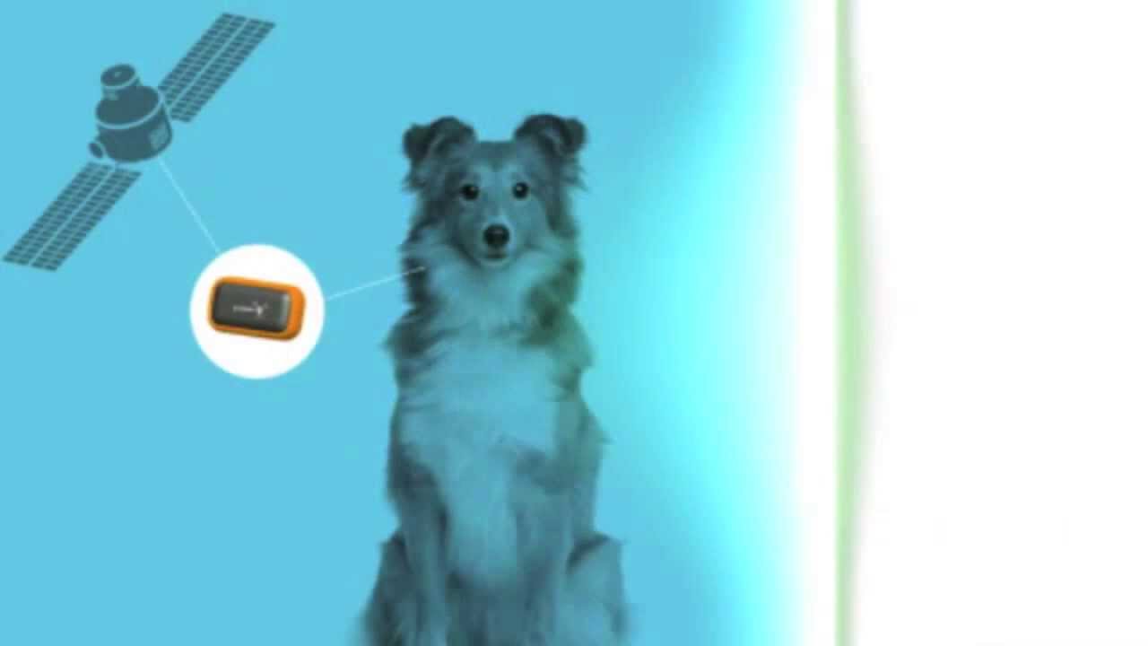 coolberry.sk - GPS rekordér pohybu pre psa a mačku G PAWS