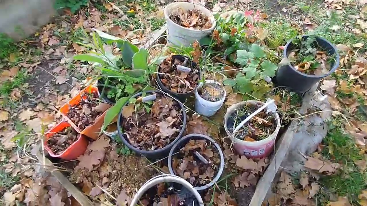 Pole Szarotki 2025.10.26 jesień