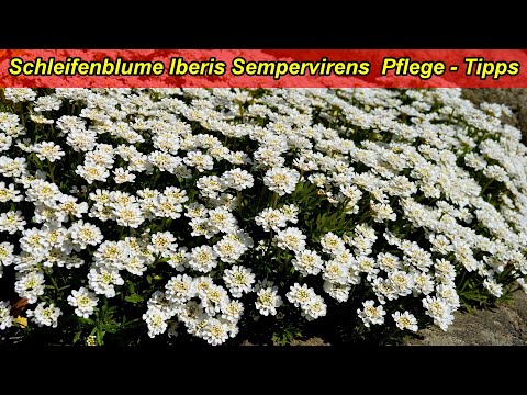 Video: Iberis Pflanzen Und Pflegen (21 Fotos): Eine Blume Aus Samen Züchten. Wann Einjährige Iberis Im Freien Pflanzen?