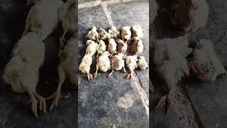 #7days poultry form Mortality Jyada Ho raha hai#farming #murgibacche