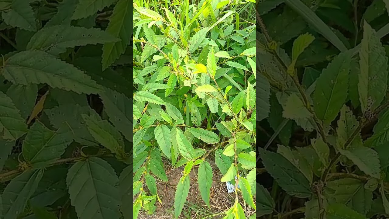 10 ways to use sida acuta for weak er£cti0n an quick ej@culati0n  for men