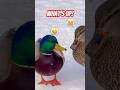 A Chatty Mallard Couple 仲良しか？ケンカか？ #shorts