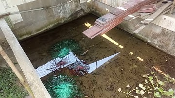 "Sóc Trăng" Trang Trại Rắn Rivoi Lý văn Cường 2019| Tài Lủ Cris |