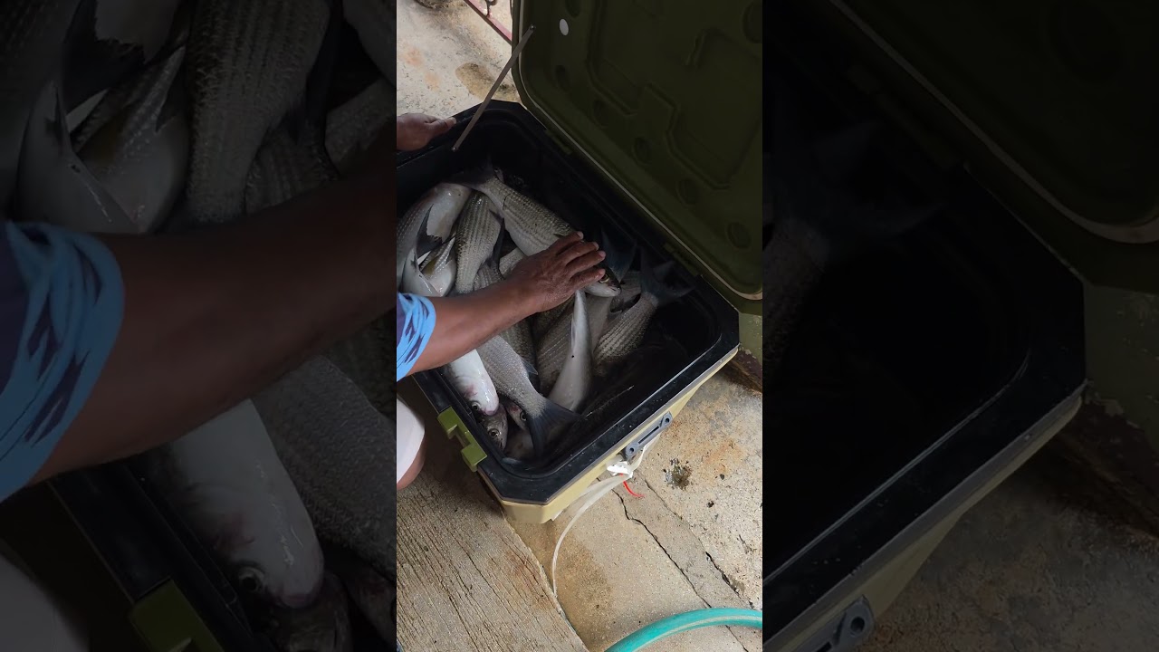 What You'll Find at the Fish Market on any Day #fishing #micronesia #pohnpei