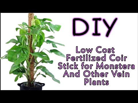 How and Why You should use Moss Stick for Indoor Plants 