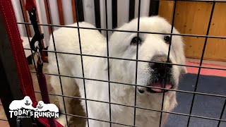 お父さんが1日に何度も来てくれるルンルンの町の家ライフ　Great Pyrenees　グレートピレニーズ