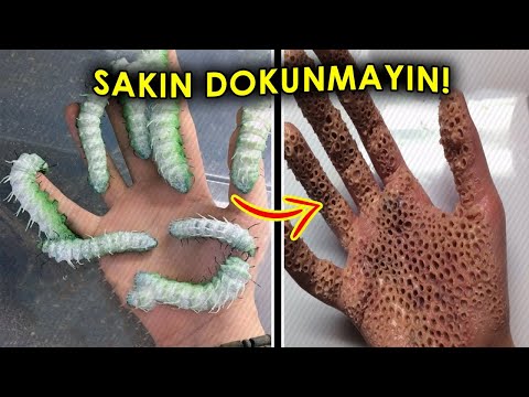 Video: Siyah ve turuncu tüylü tırtıllar zehirli midir?