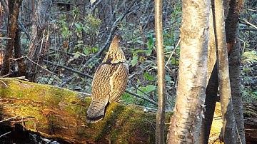 Ruffed Grouse Drumming Video from New Brunswick, Canada , Long Lake Adventures