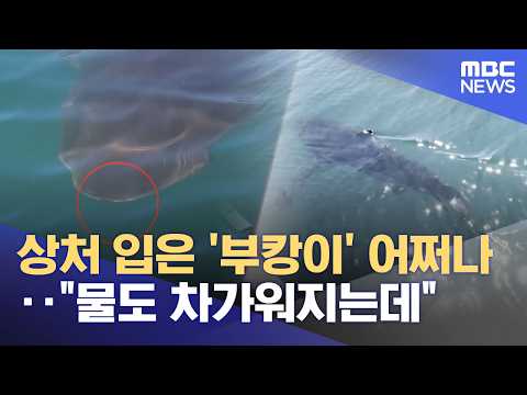 상처 입은 '부캉이' 어쩌나‥"물도 차가워지는데" (2026.10.09/뉴스투데이/MBC)