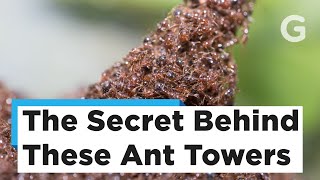 Scientists Discover the Secret Behind These Incredible Ant Towers