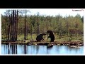 Wild Brown Bear fight