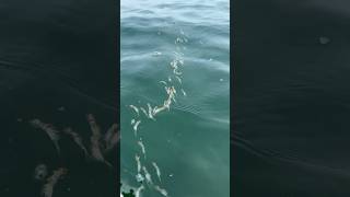 Tons of floating bugs