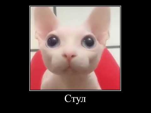 поп кэт мем #shorts - YouTube
