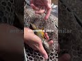 Colorado fly fishing: What’s the difference between a brown, a cutthroat and a brook trout? #trout