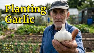 Growing Garlic ; planting tips for success