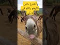 لي يهدر علييا نقلوا يعطيك حبة في اللسان