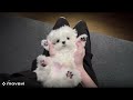 CUTEST DOG IN !2025