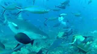 Liquid İmage Hydra Diving With Sharks In Fiji Liquid İmage Hydra Diving With Sharks In Fiji