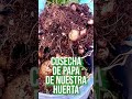 #Short Nuestra cosecha de papas