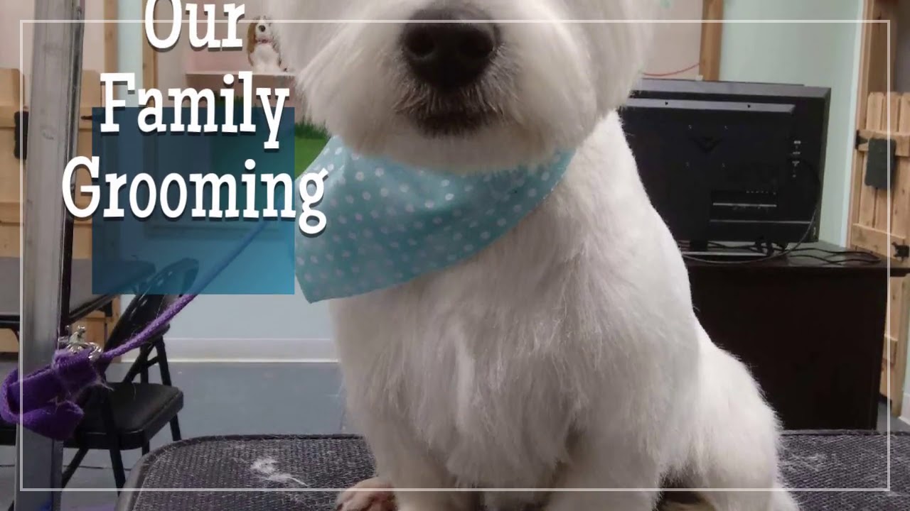 Our Family Pet Sitting,LLC YouTube