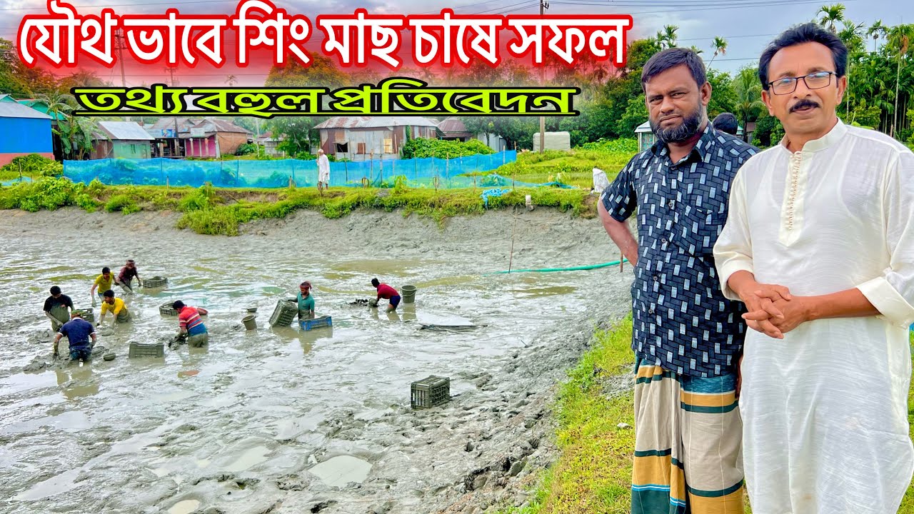 যৌথ ভাবে শিং মাছ চাষ করে সফল..।। catfish bd