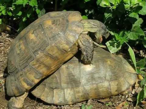 Βίντεο: Τρόπος αναπαραγωγής υδρόβιων χελωνών