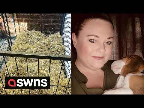 UK woman spends 24 hours in dog crate to educate others on animal testing | SWNS