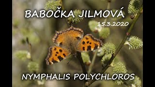 Nymphalis polychloros - Babočka jilmová
