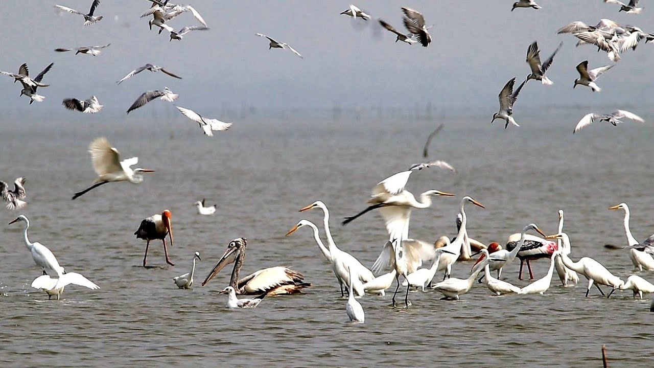All the birds are attacking the fish - YouTube
