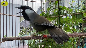 🔴Khướu Hót GIỌNG HAY- NHIỀU GIỌNG.giọng rừng kích khướu bổi luyện khướu bổi hót căng lửa.khuou