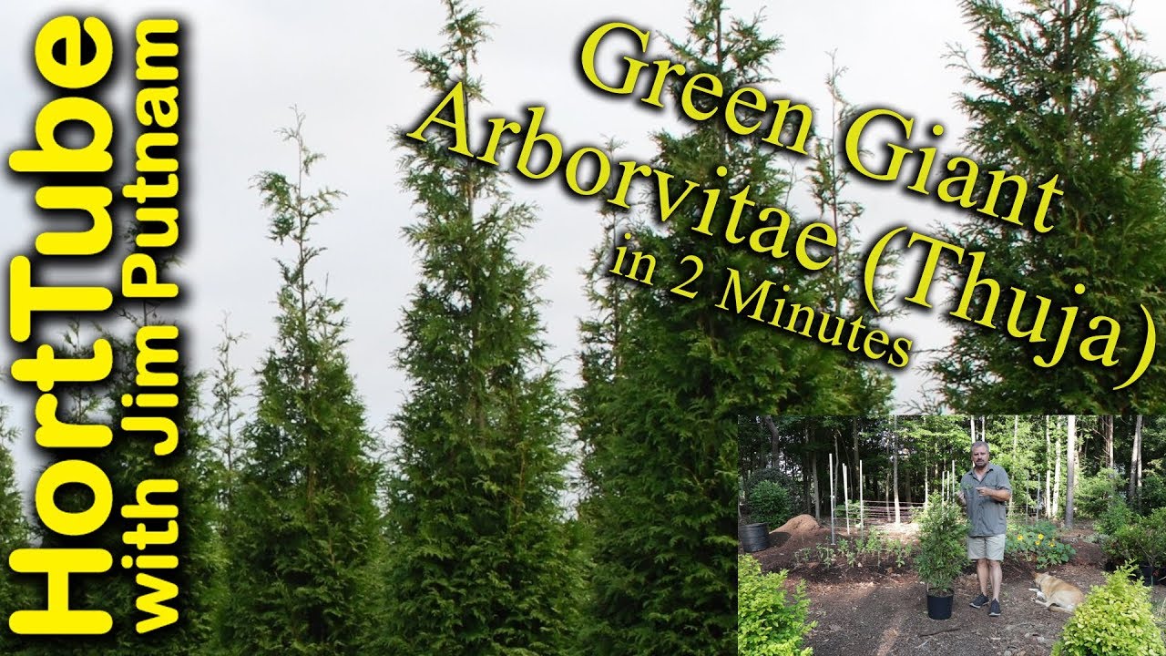 How Tall Is A 2.25 Gallon Green Giant Arborvitae?