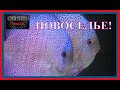 Новое поступление дискусов №2