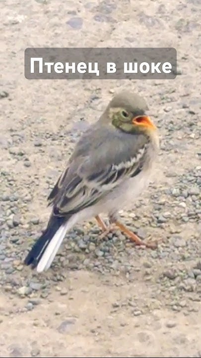 ТРЯСОГУЗКА (птенец) и громкие ЗВУКИ #birds#nature #youtubeshorts#птицы ...