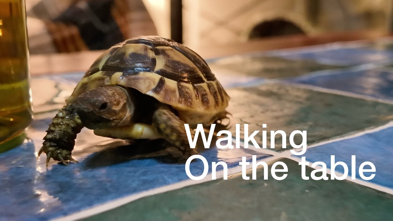 机を散歩するウメさん