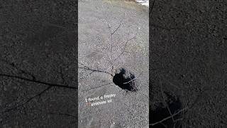 I found a sinkhole! #sinkhole #weird @Iclynnx