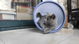 My Kitten Hides And Has Fun In The Trash __Binbo Is Cat #70 by Binbo Is Cat 9 views 3 years ago 1 minute, 54 seconds