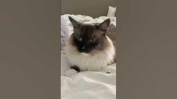 My other rag doll #ragdolls #catlover #catvideos