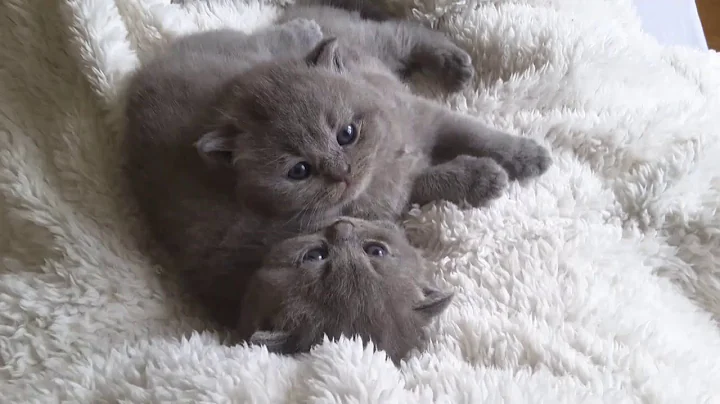 Watch the video about British Shorthair. Preparation for sleeping * cattery Calmcat British Shorthair