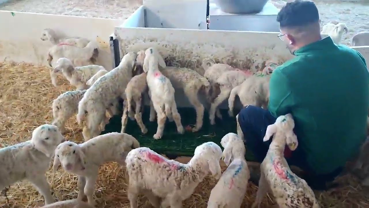 شوفوا تبارك الله الغنم لي ولدات وكمية الخرفان