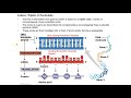 Biology Chapter 17 - Gene Expression