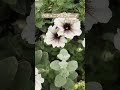 #暑さに強い花 #夏の一年草 #ペチュニアカプチーノ #夏庭 #summergarden