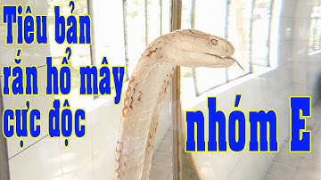 Thăm bảo tàng 40 loài rắn | Trại rắn Đồng Tâm - Tiền Giang | Bảo tàng rắn lớn nhất Việt Nam