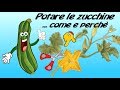 POTARE LE PIANTE DELLE ZUCCHINE