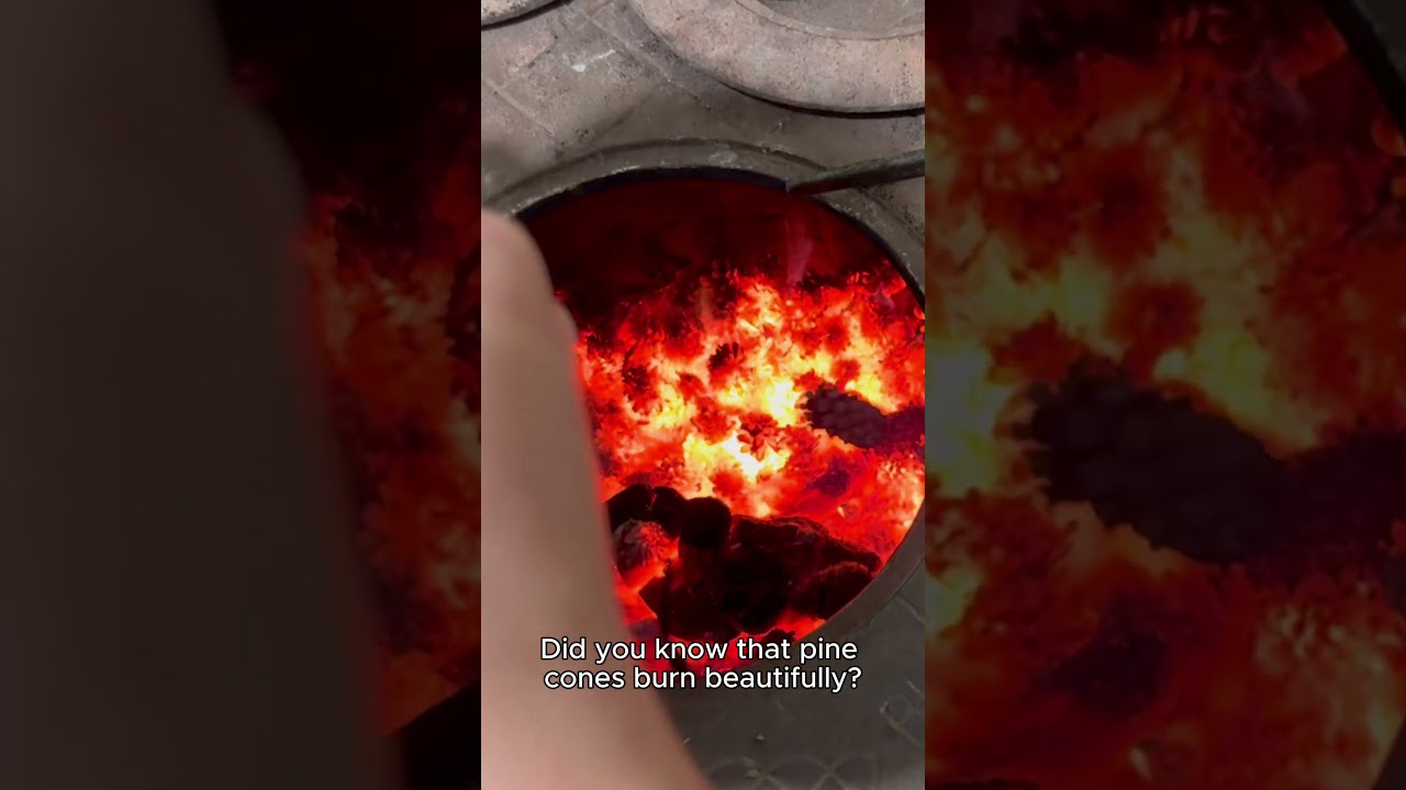 Did you know that pine cones burn beautifully?