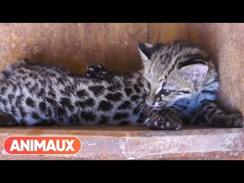 Les naissances aux Parc des Félins : Patrick Jardin nous parle des bébés animaux du parc - Animaux