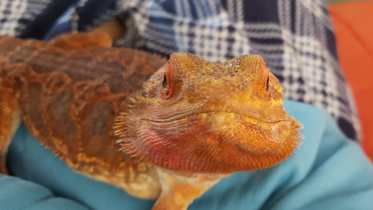 Bearded Dragon Vlog