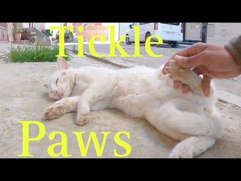 Cute Snow White Cat loved to tickle her paws.