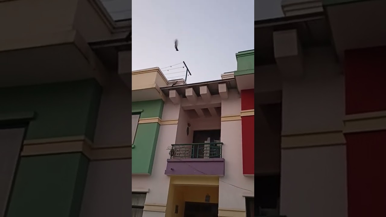 Bird Spike and Net installation. How peigion spikes work. how to block peigion sitting on your floor