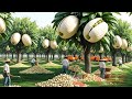 Pistachio Harvest Made EASY With Modern Machinery Technology? Iran & Turkey Pistachios