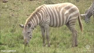 Albino Zebra Spotted Walking with Black & White Herd